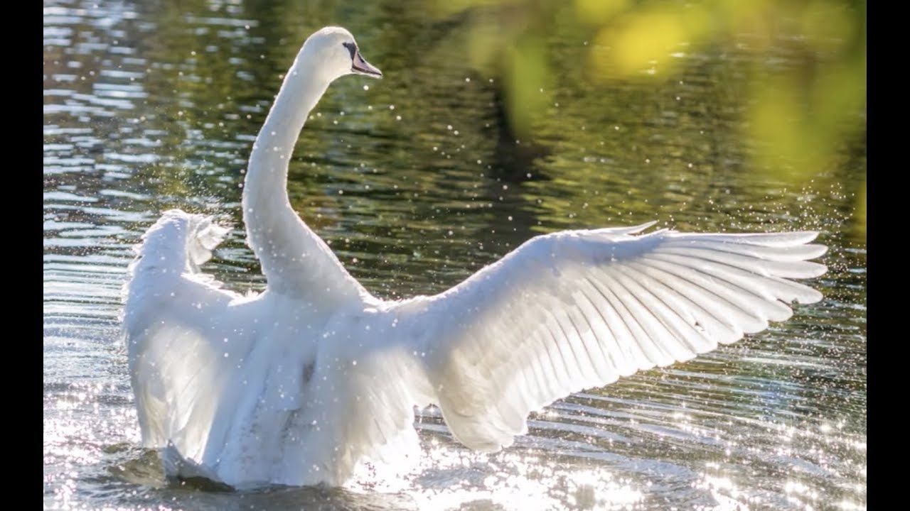 Basilio - Cisne Cuello Negro