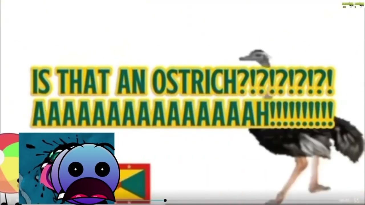 The Ostrich Chase Add Round 8