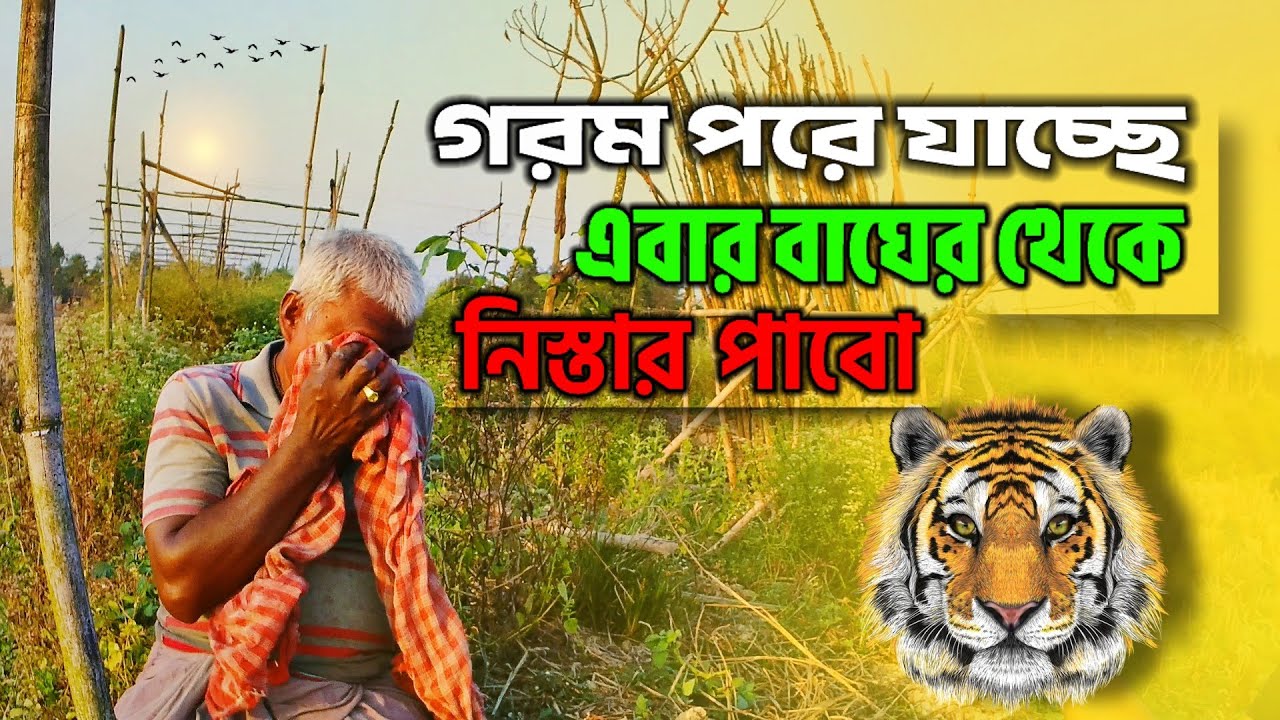 এখন গরম পরে গেছে ওর 🐅 ভয় এখন আর নেই || sundarban tiger history || moipith sundarban