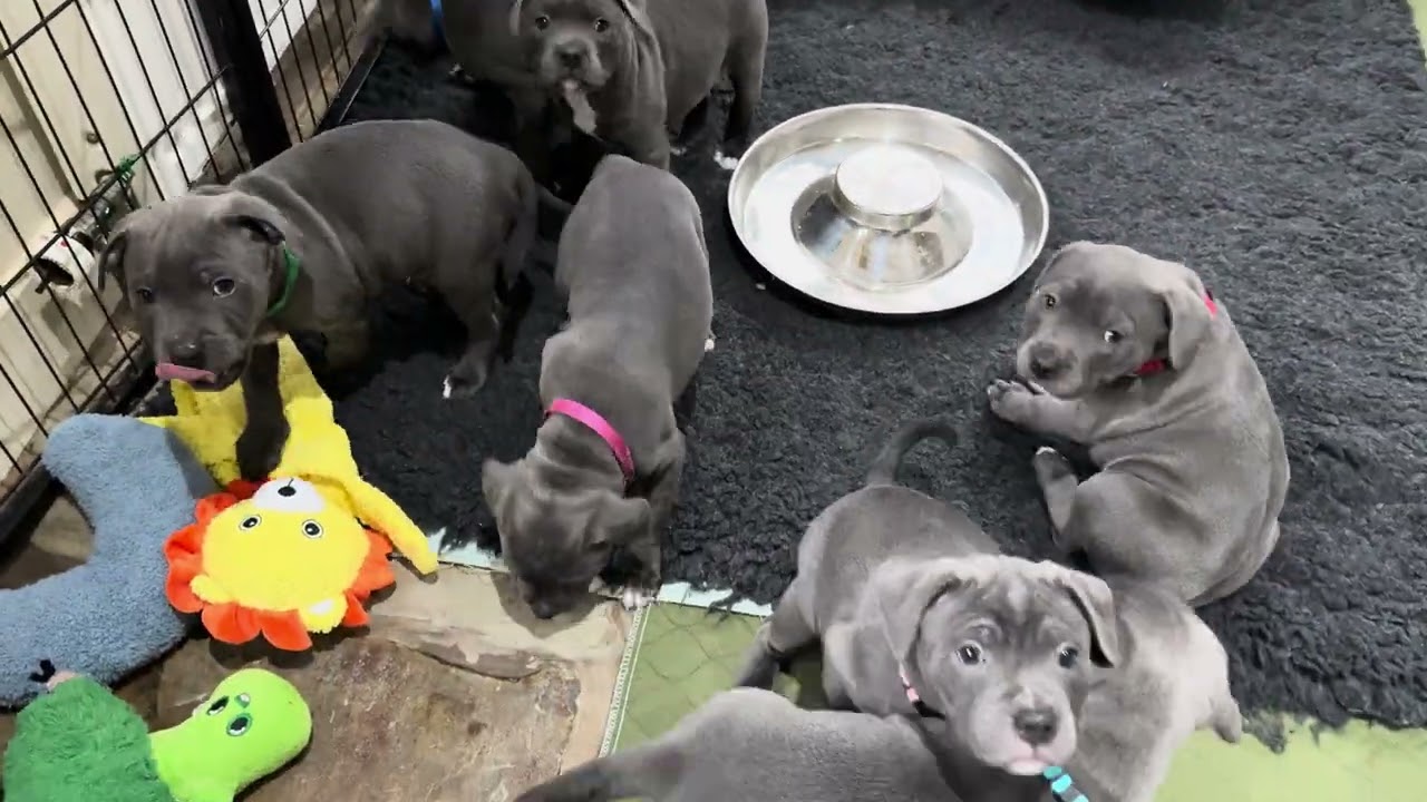 Staffy puppy feeding time followed by some super cuteness