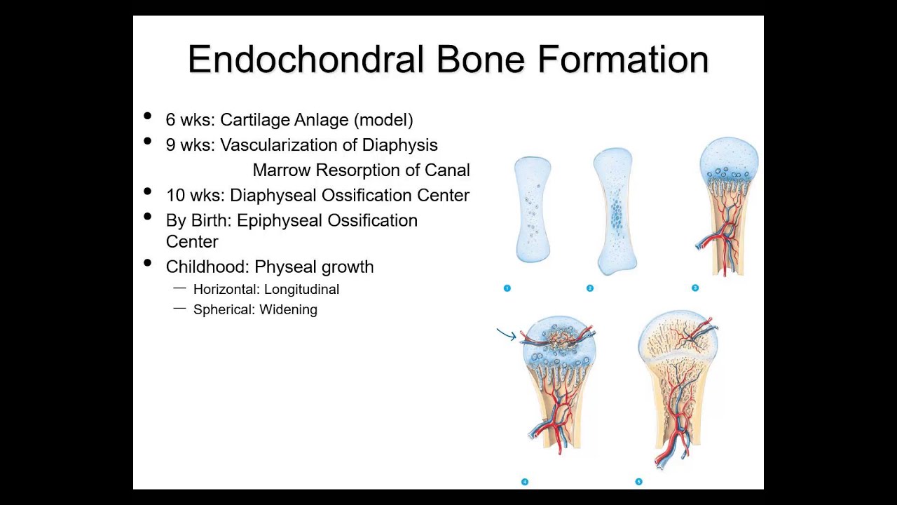 Fracture healing and repair pt 1 - basic science