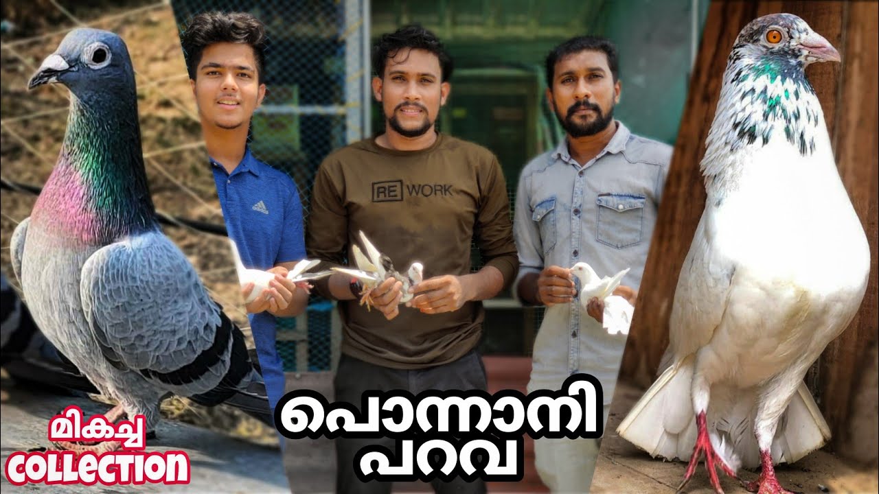 കാലം തിരുത്തിക്കുറിച്ച പൊന്നാനിയിലെ പറവക്കൂട്ടങ്ങൾ. parava loft visit Malayalam.❤