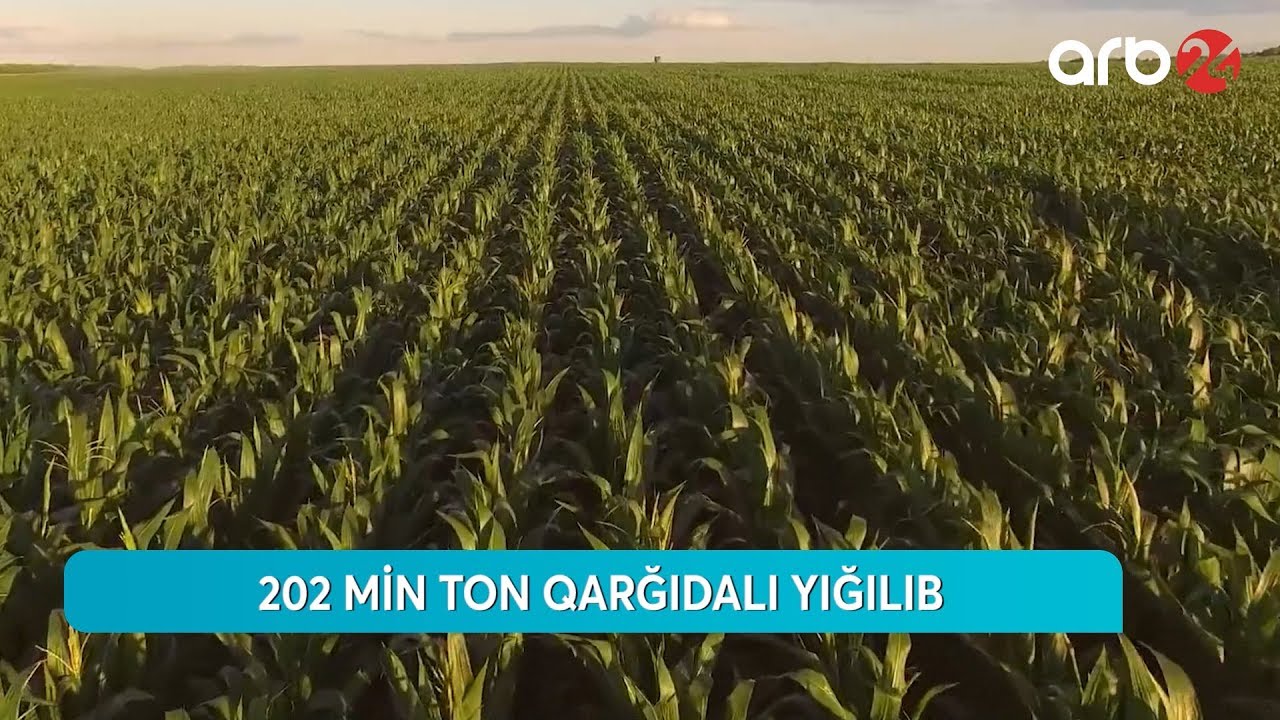 Hibrid qarğıdalı toxumu istehsalına başlanılıb ARB 24 (Aqro biznes) - 05.08.2019