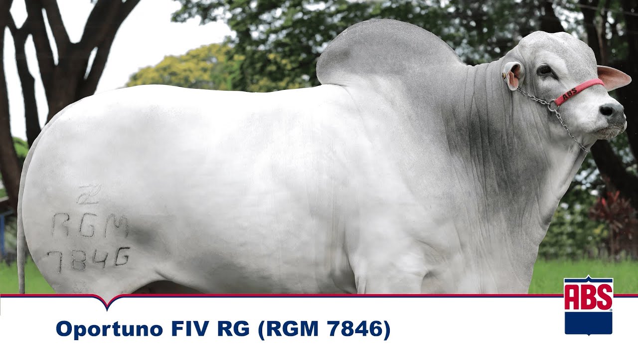 OPORTUNO FIV RG (RGM 7846) - Touro Nelore ABS