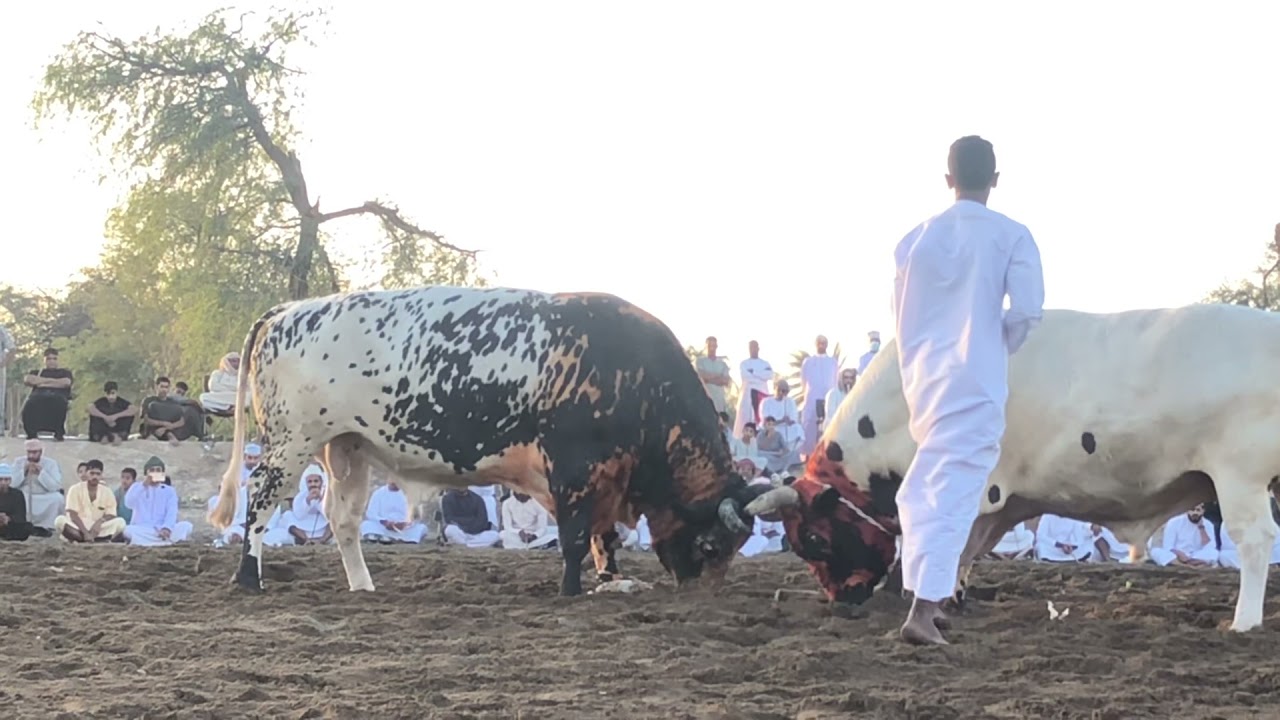 نار حوسن و الجرااح ⚔️🔥