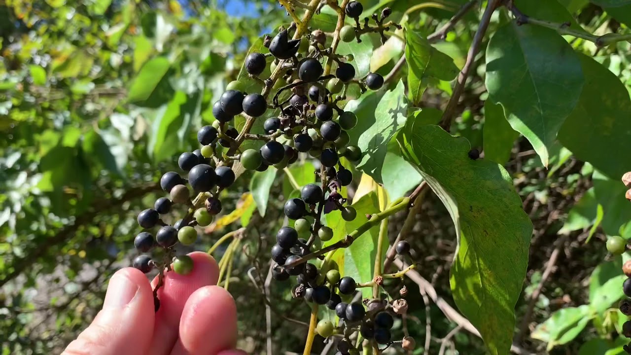 Ripe Frost Grapes