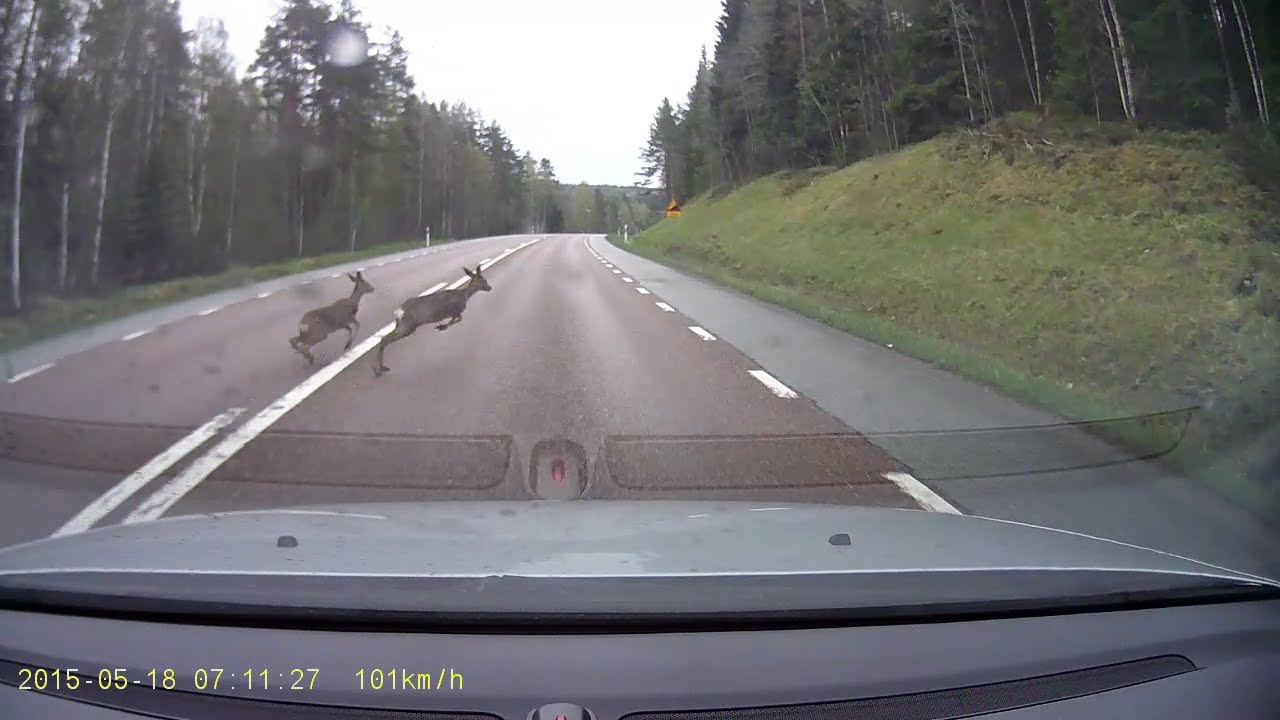 H&auml;r krockar jag med ett r&aring;djur - Collision with a roe deer
