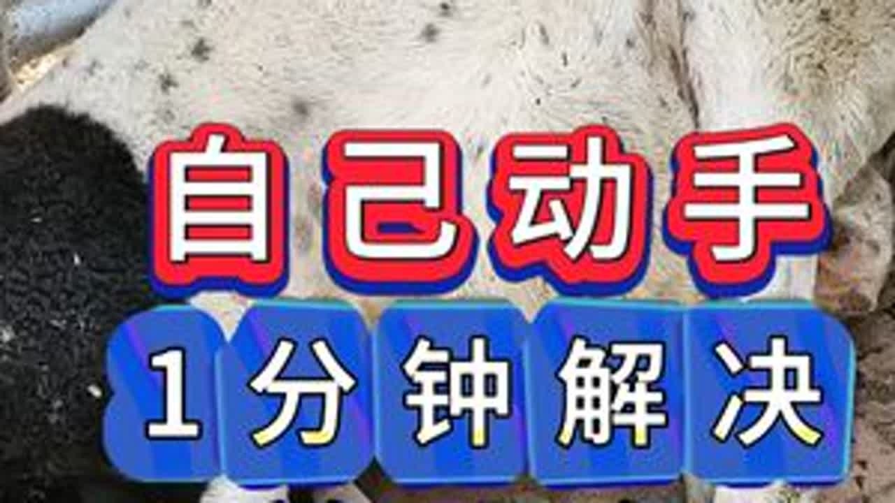 #养羊#牛羊养殖#新手养羊#养羊人