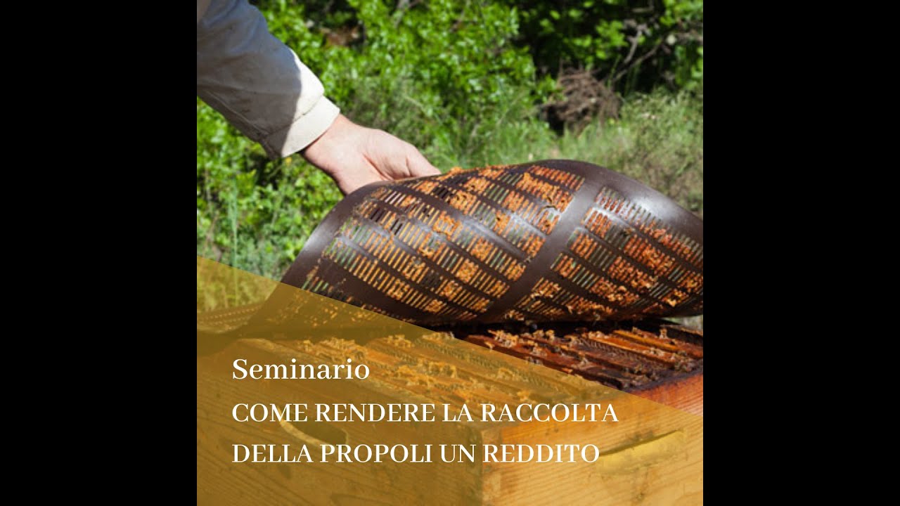 Come rendere la raccolta della propoli un reddito