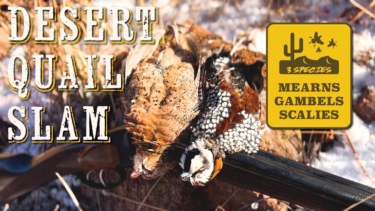 Desert QUAIL SLAM! Hunting Mearns, Gambels and Scaled Quail