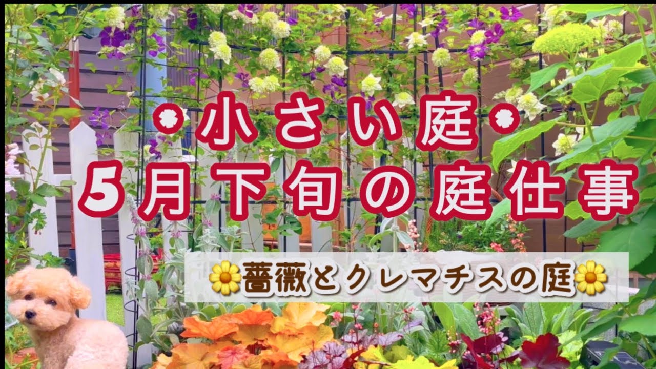 【猛暑を乗り切る夏花を植える】pw苗×超カルスncr/ポタジェガーデン作り/種取り、挿し木、球根の掘り上げ/ドクダミチンキ作り/5月中旬に咲く花たち