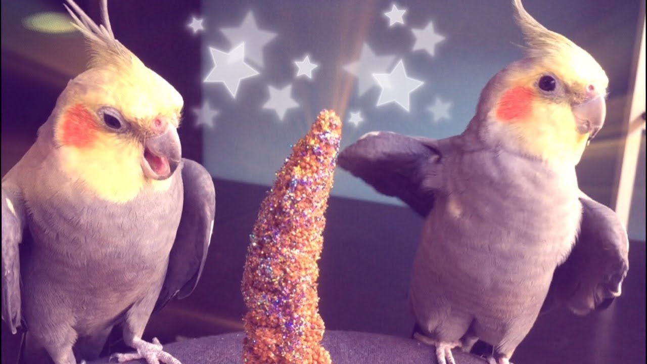 Birbvengers - Infinity Millet