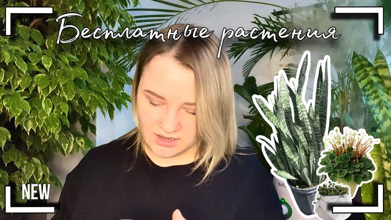 Бесплатные растения 🪴, я за них не платила💰