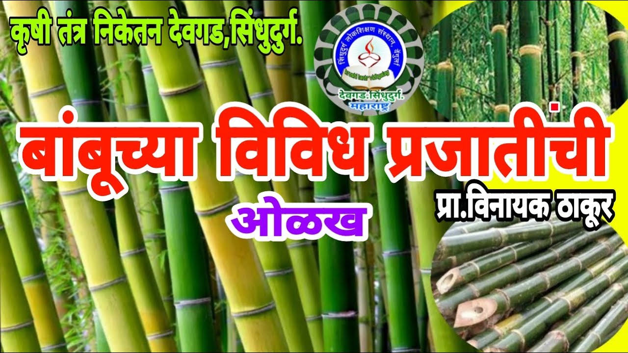 महाराष्ट्रातील लागवडीयोग्य बांबू प्रजाती/lagvadiyogya bamboo prajati/Bamboo varieties in Maharashtra