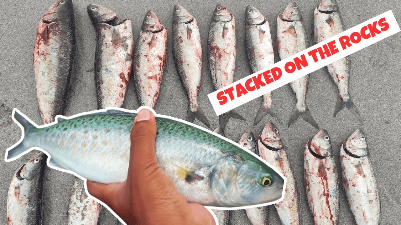 MOST SALMON IVE HOOKED IN A SESSION| Salmon Fishing In South Australia!
