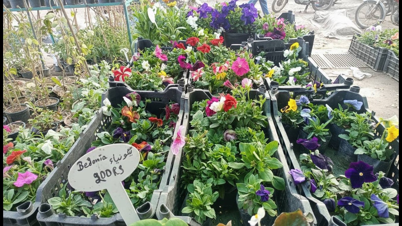 More Flower More Beautiful | How to Boost Flowering