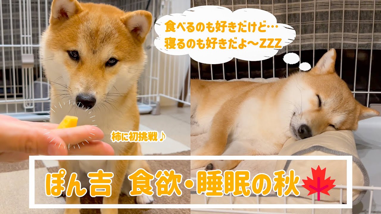 【豆柴】ぽん吉が秋の味覚「柿」に初挑戦！新しいベッドで寝る姿も可愛すぎました【＃56】
