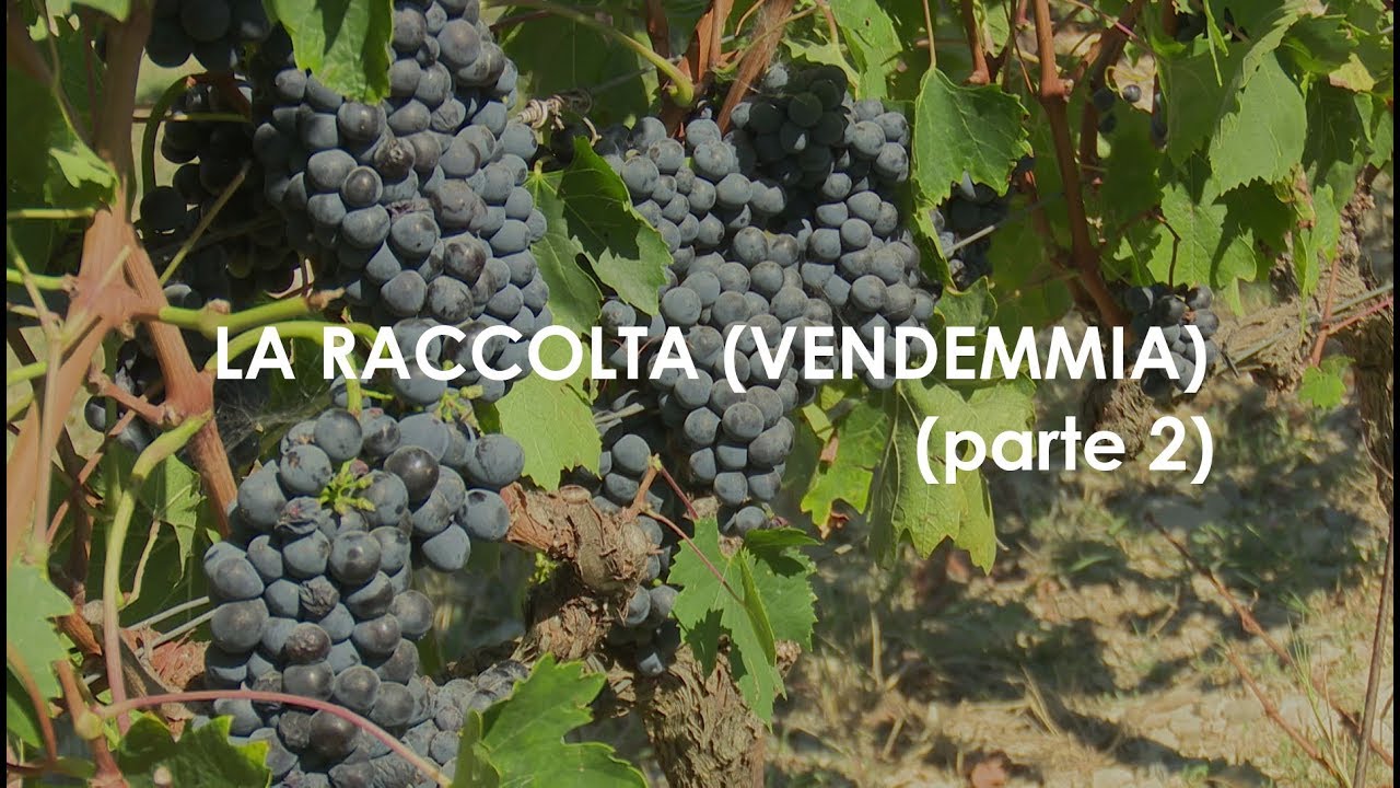 Parte 2   LA RACCOLTA vendemmia mp4
