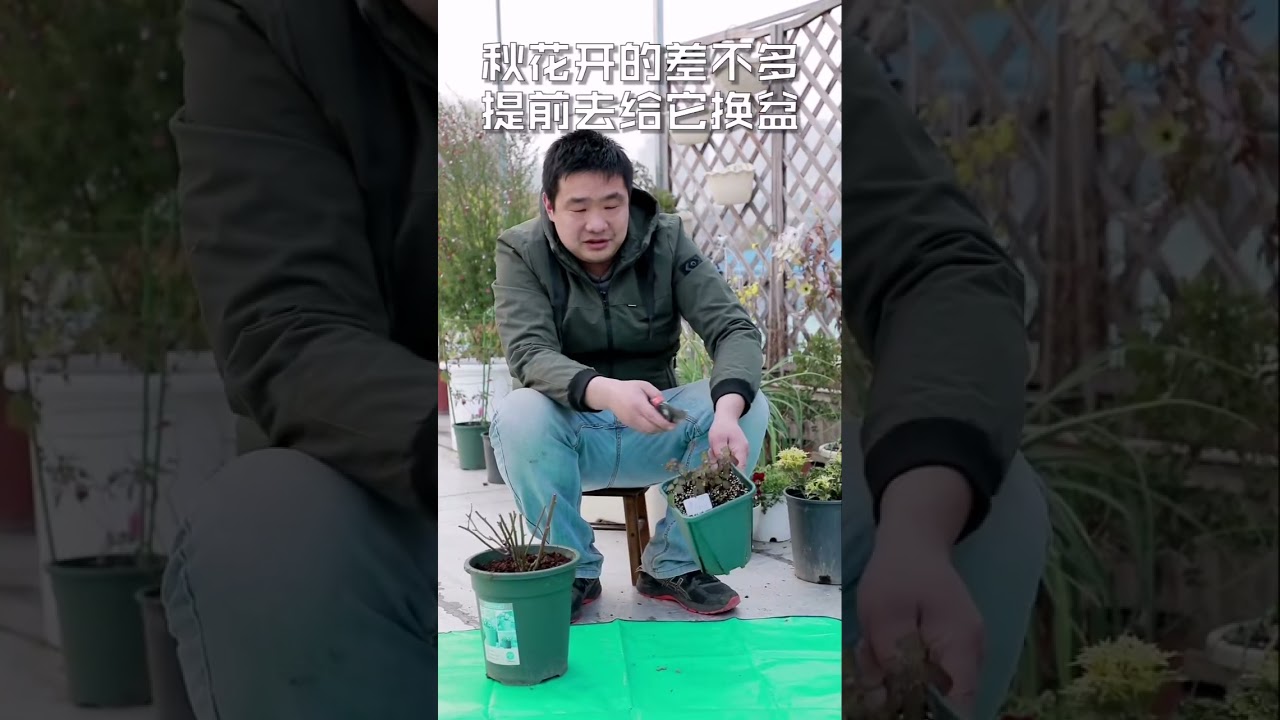 月季等休眠了，再换盆吗，看看我的实验吧