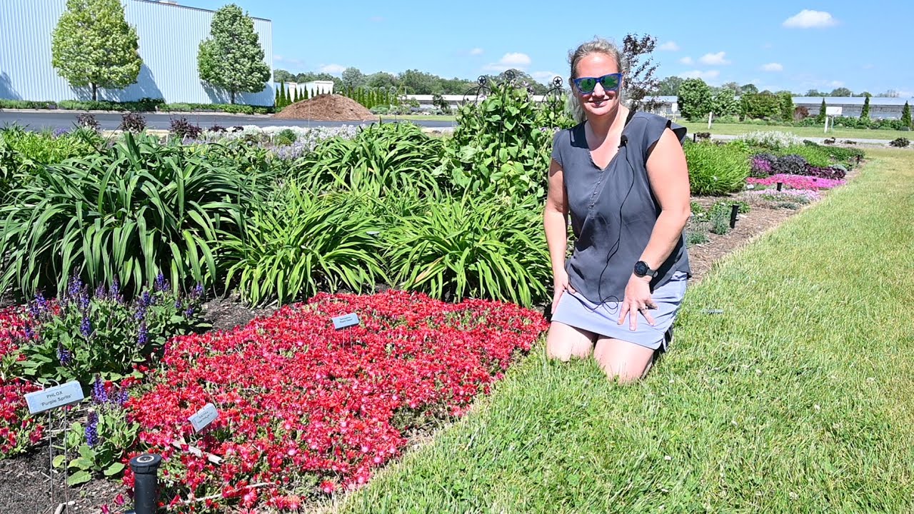 Vibrant New Kaleidoscope™ Delosperma from Proven Winners | Walters Gardens