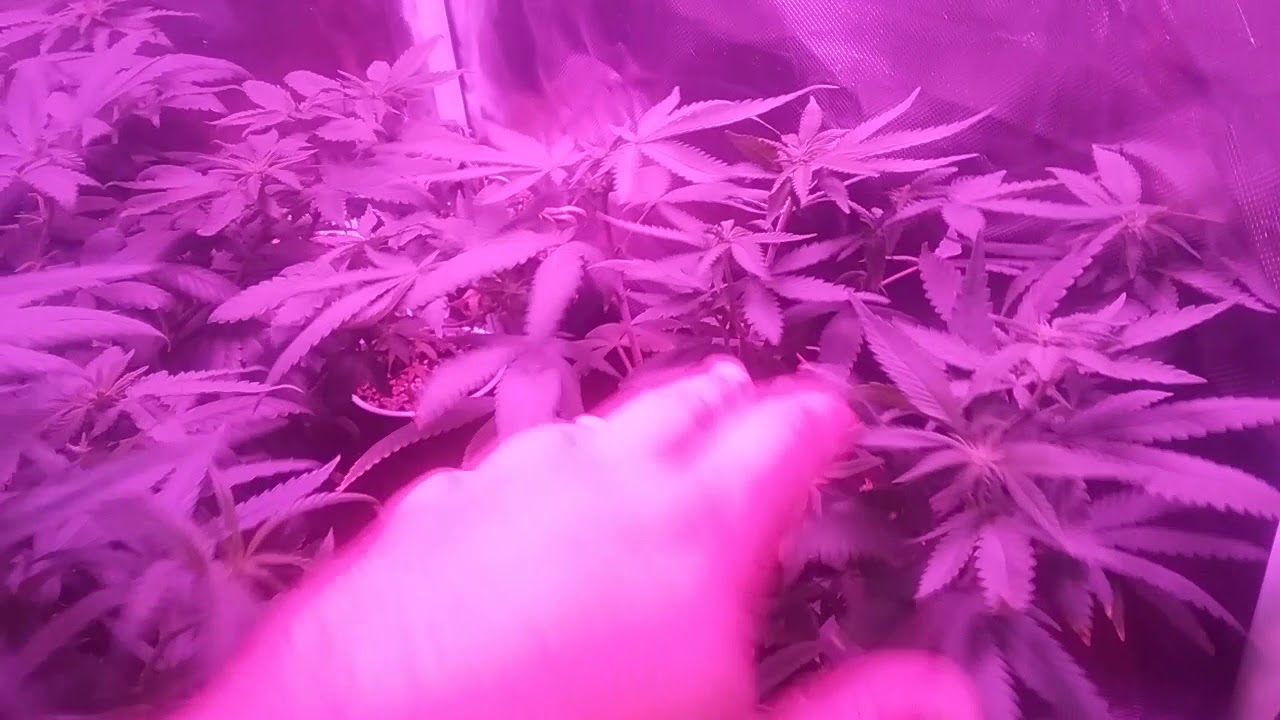 G8LED TENT UPDATE ORGANIC GROW (JUST ADD WATER)