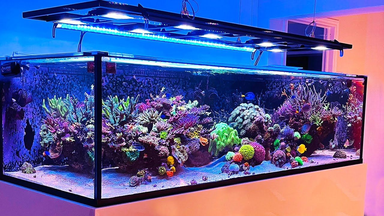 Unorthodox Reef - INSANE SPS TANK  with 1500 liter *masterpiece*
