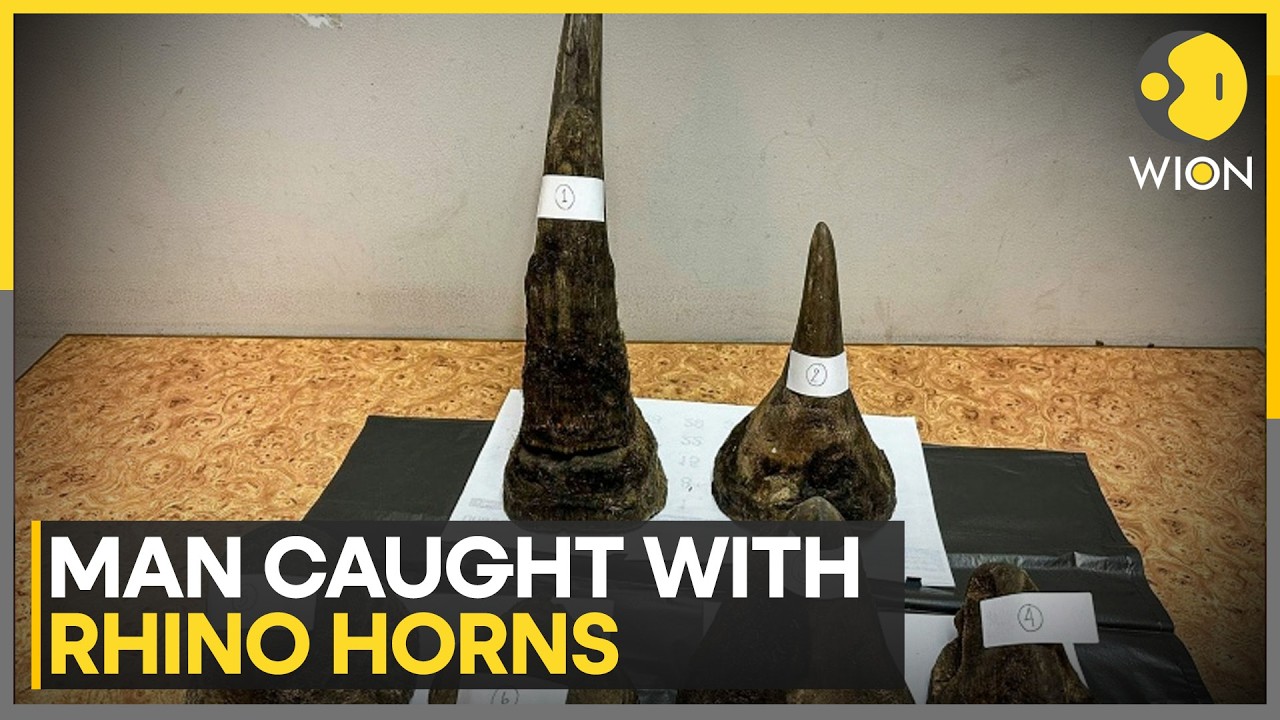 Man Nabbed Smuggling Rhino Horn in Meat | WION