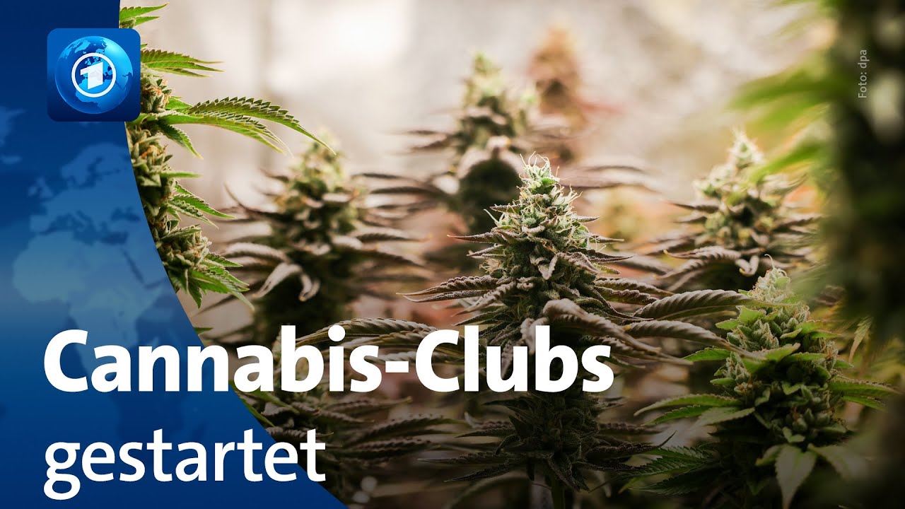 Cannabis-Clubs d&uuml;rfen in Deutschland aktiv werden