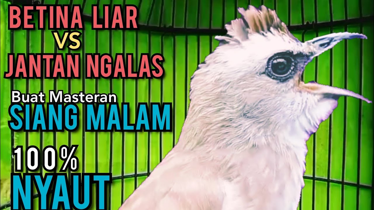 Suara Trucukan YG D CARI CARI ‼️ PALING AMPUH BUAT MASTERAN SIANG MALAM SEKALI DENGAR SEMUA NYAUT ‼️