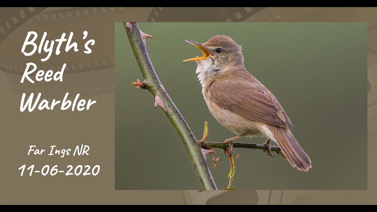 The amazing BLYTH'S REED WARBLER singing in the UK