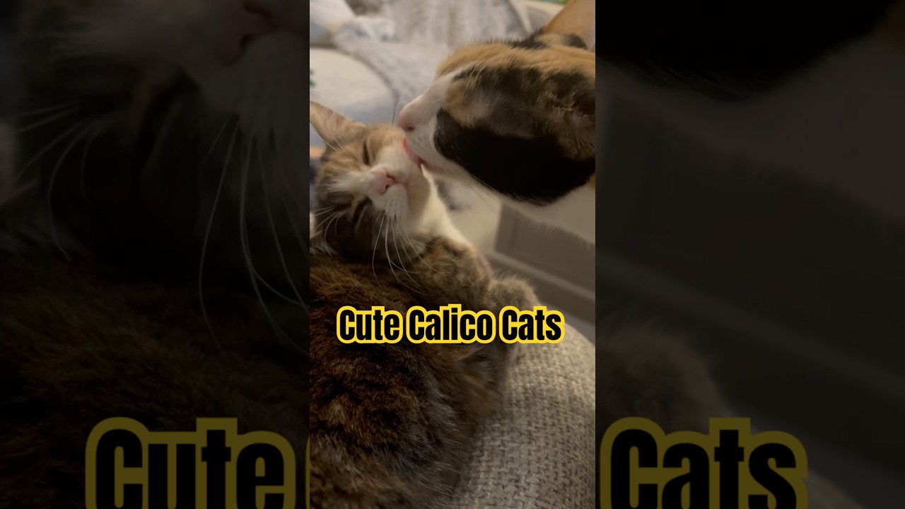 Cute Calico Cat Sisters loving each other #calicocat #cat #love #viralshorts #shorts #fyp
