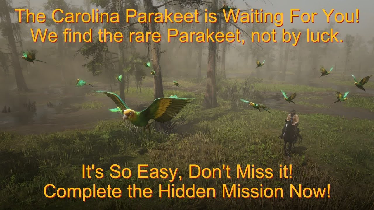 RDR2-Quick Hunt|Best Solution  Of The Carolina Parakeet|No one knows!