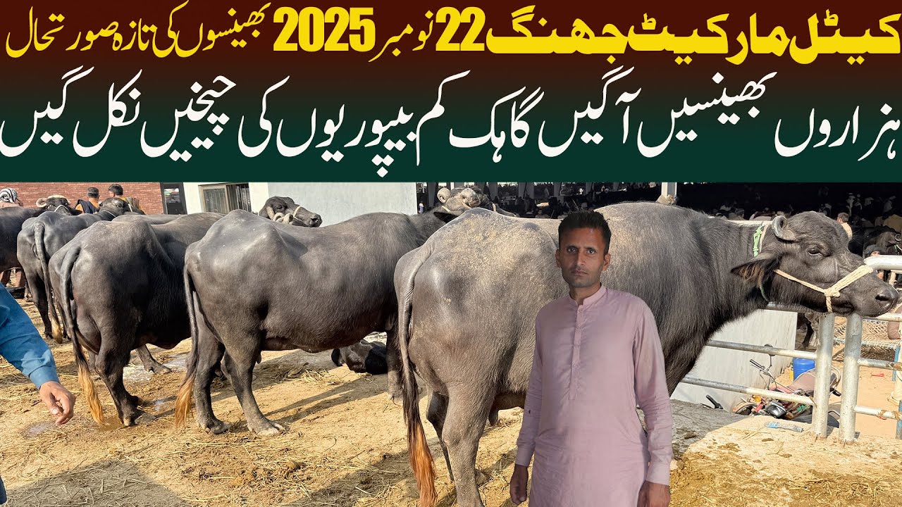 Model Cattle Market Jhang 22 November 2025 Update | Nili Ravi Buffalo| Buffalo Market Mandi Pakistan