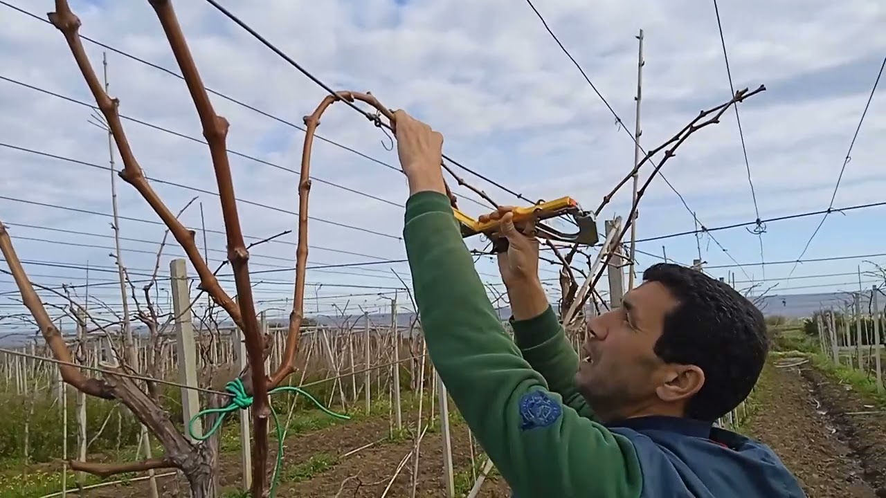 La vigne conduite en pergola