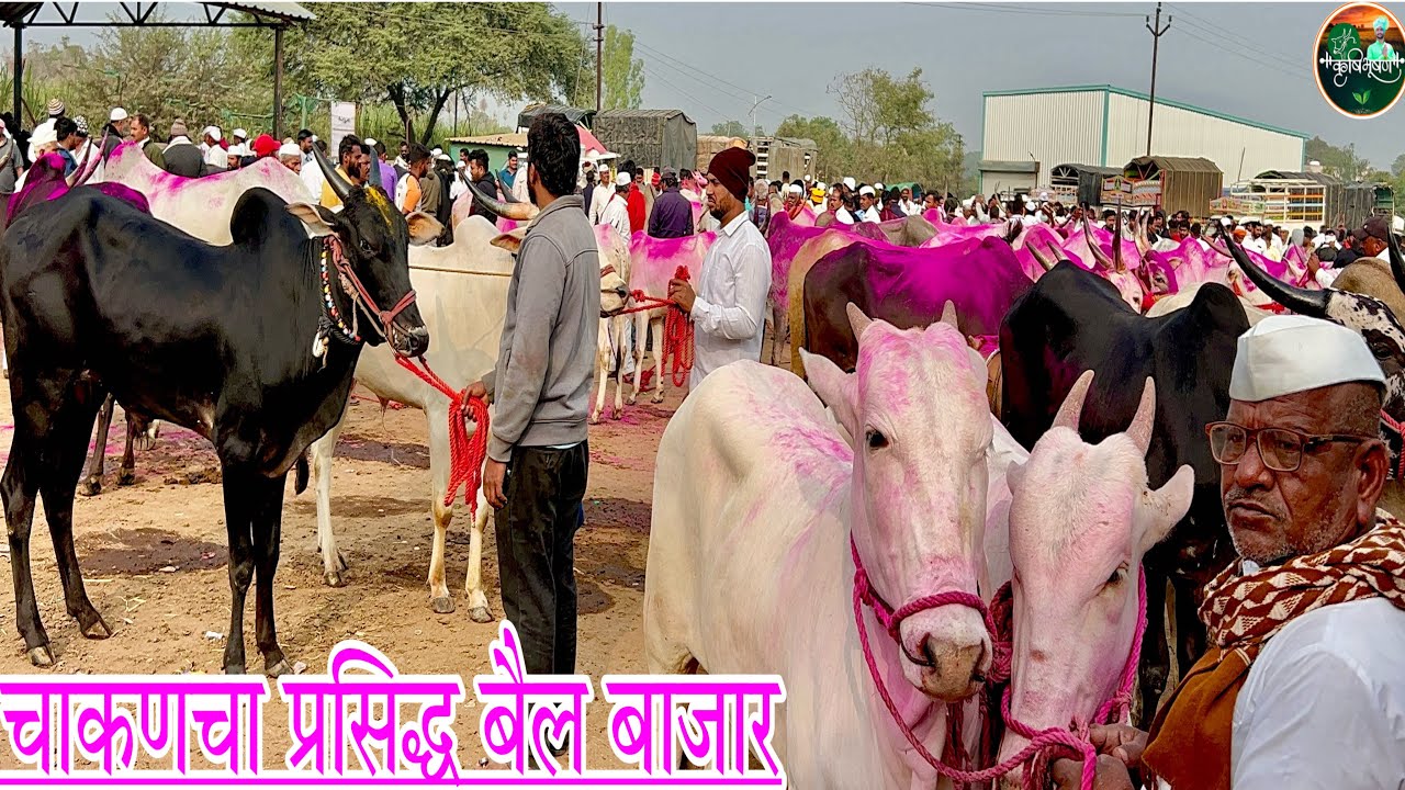 चाकणचा प्रसिद्ध बैल बाजार,,दि-१७/२/२०२४…Chakan Bail Bajar..Bail Bazar chakan..Krushibhushan.#Chakan