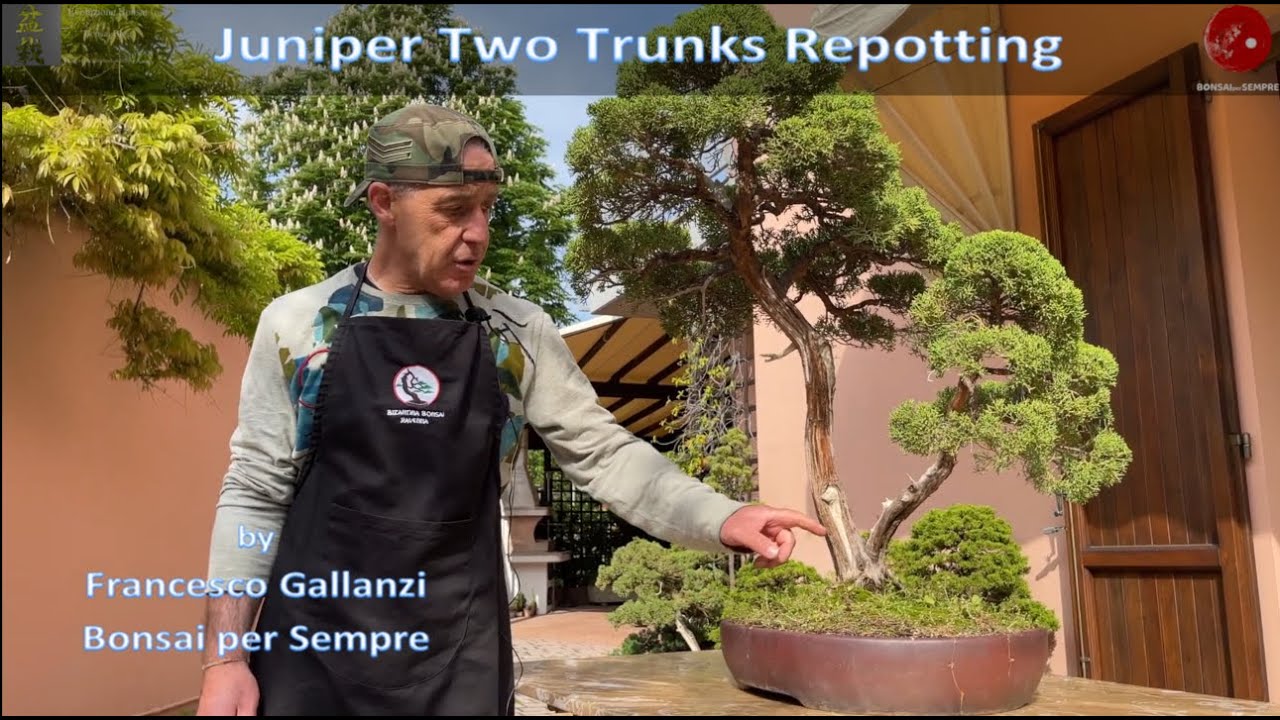 Repotting a Juniper two trunks by Francesco Gallanzi - Bonsai per Sempre