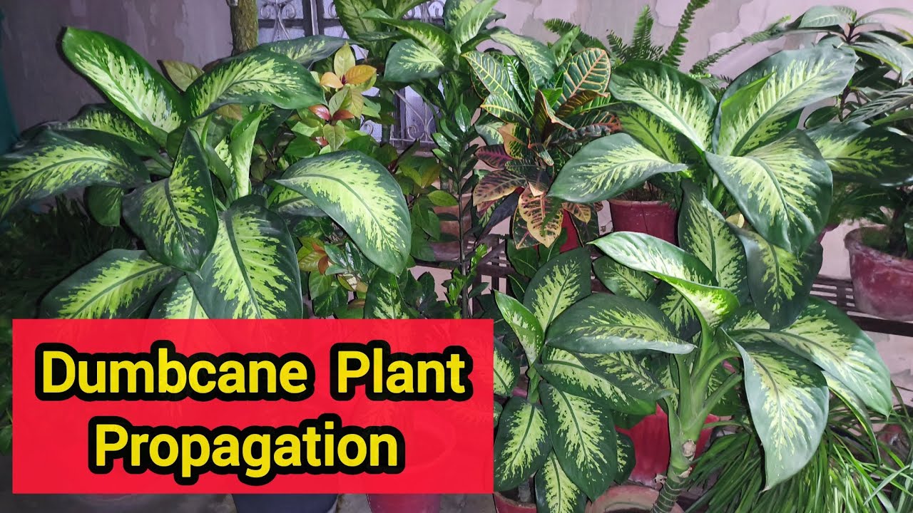 How to Propagate Dumbcane Plant ? || How to grow Dieffenbachia Plant ? || Dieffenbachia Propagation