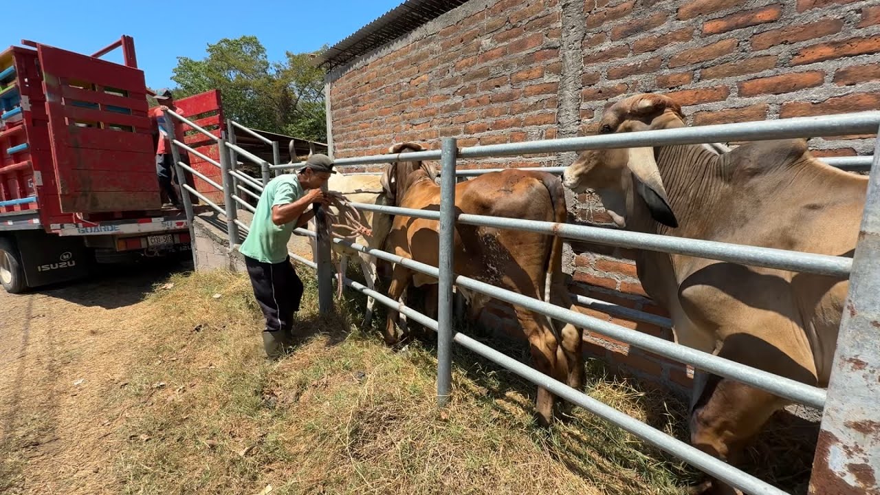 Cargando a Pepe y las vacas horras al camion 