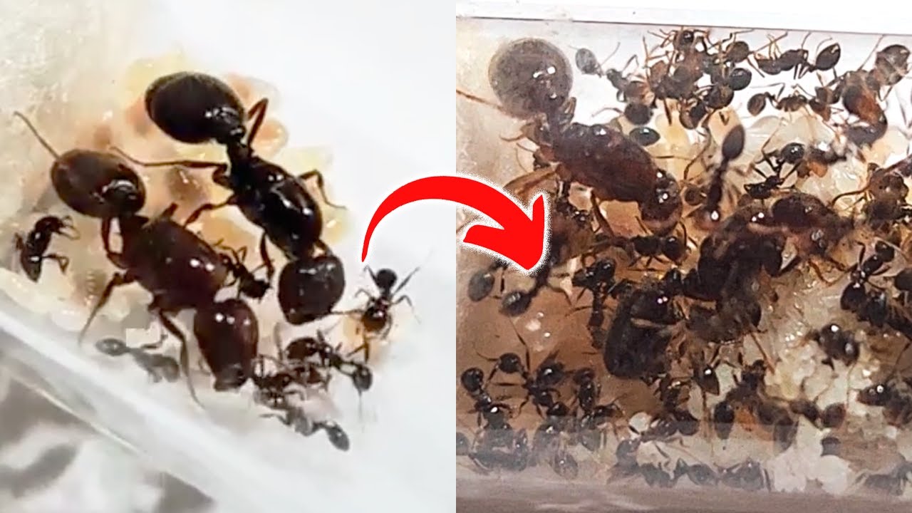 Mi Poliginia de Solenopsis Geminata ya no cabe en el tubo🔴(Actualización de mis Hormigas)