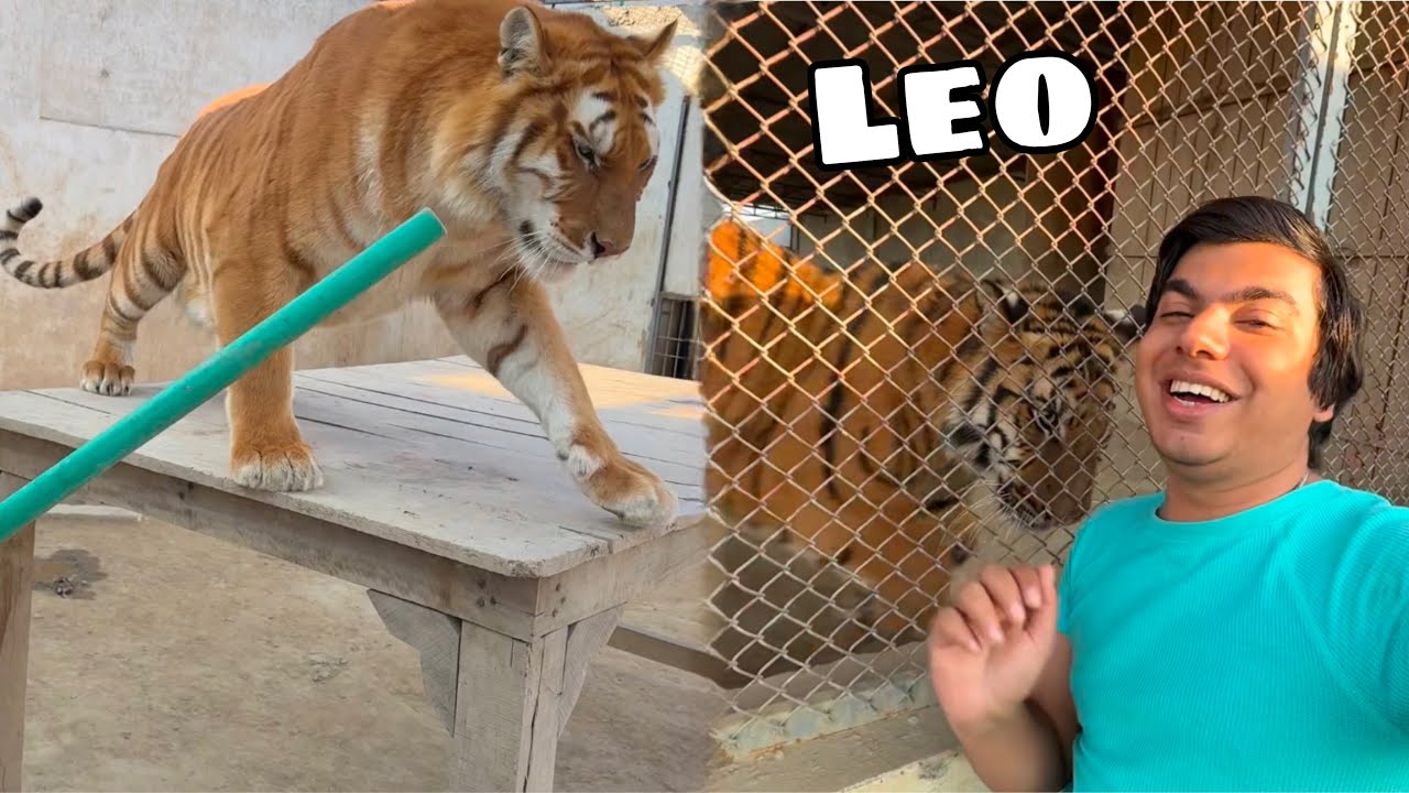 Lahore Lena Agea Apna Leo 😍 Leo is Back