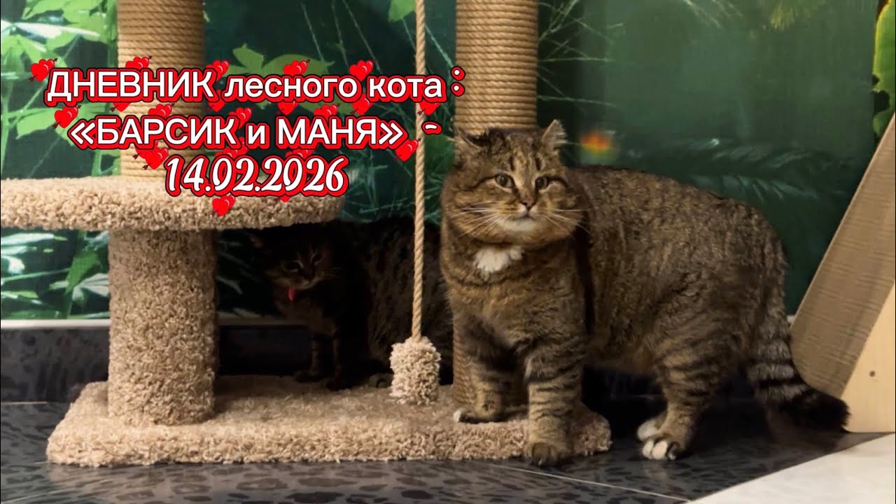 ДНЕВНИК лесного кота: «БАРСИК и МАНЯ» - 14 февраля 2026