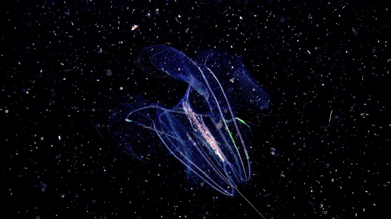 Journeyer (Official Video) - Syncretism (Peter Koppes, Dave Scotland) x Clint Hempsall, David Hannan