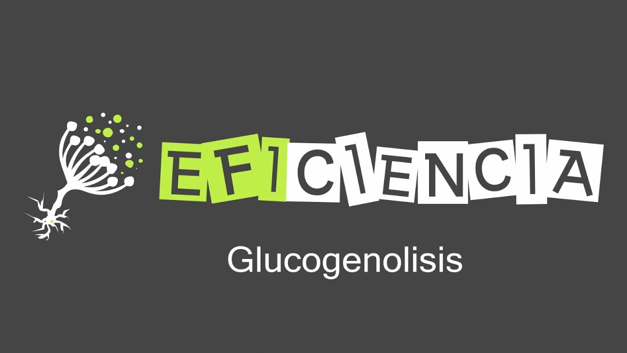 GLUCOGENÓLISIS. Glucogenofosforilasa y Enzima Desramificante