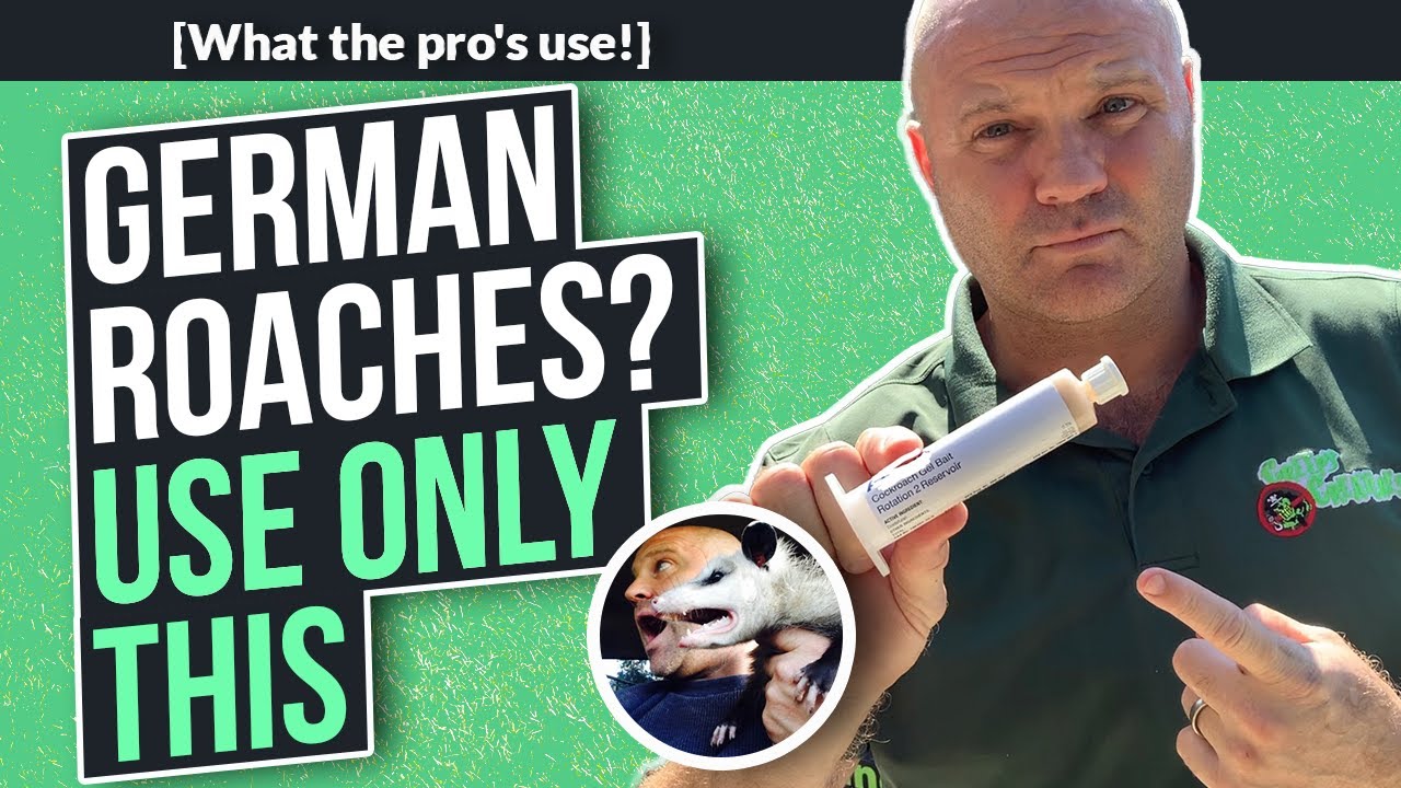 German Roaches: The Biggest Secret in Pest Control
