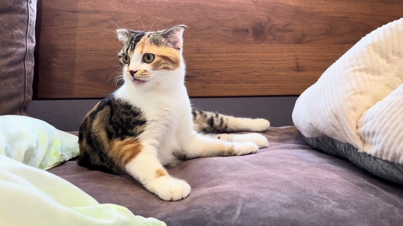 枕を占領🐱calio cat Mike-chan/Mike-chan taking over the pillow