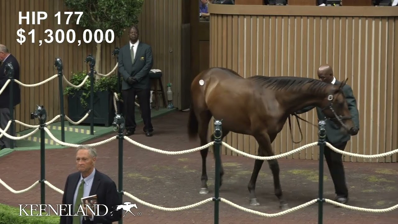 Hip 177, Gun Runner - Thoughtfully sells for $3.3 million at 2025 Keeneland September