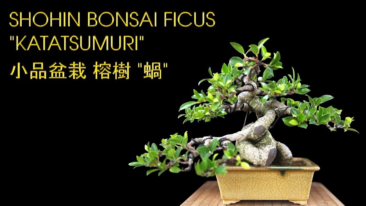 Shohin Bonsai Ficus 