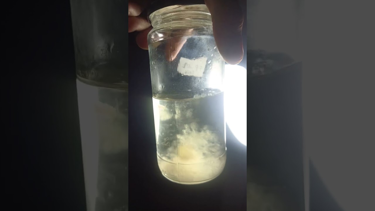 🍯 #Micelio en cultivo l&iacute;quido 🍄Agua con miel y el #Fomitopsis