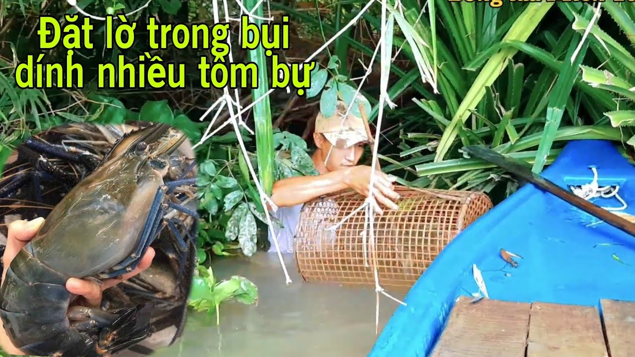 Bí quyết Đặt lờ tôm - Đặt lờ trong mấy bụi cây dính nhiều tôm | Bông lúa MT