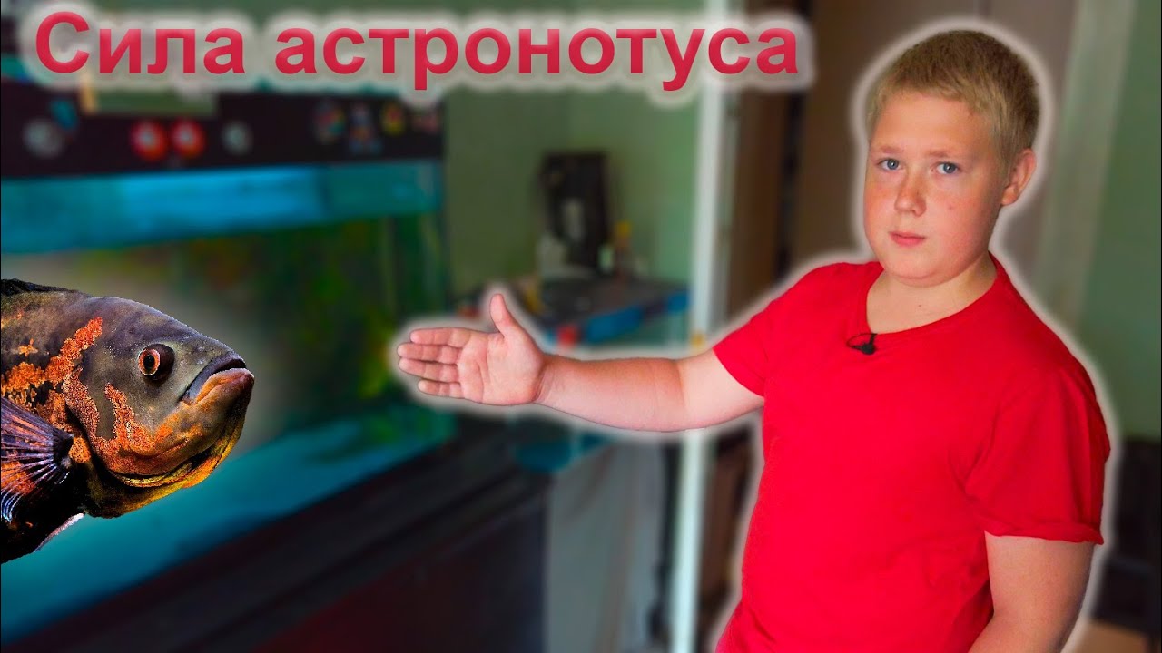 Сила астронотуса